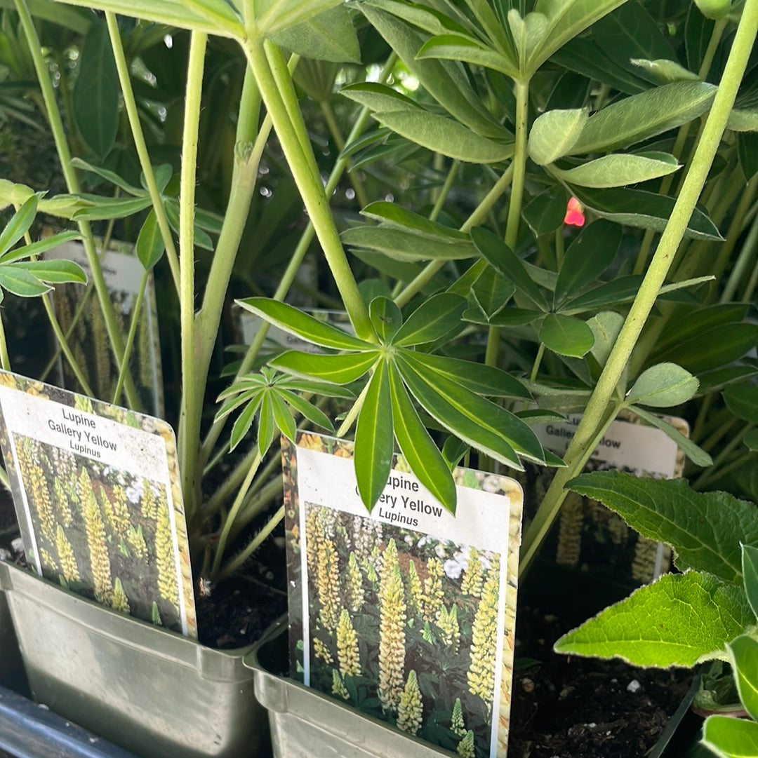 4" Lupine