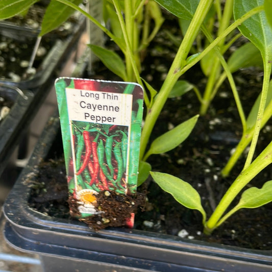 Long Thin Cayenne Pepper (multi pack)