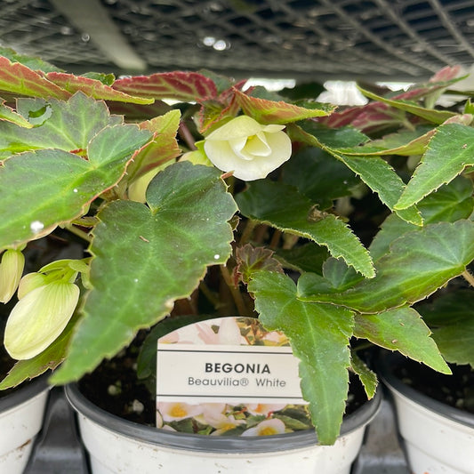 4" Begonia Beauvilla White