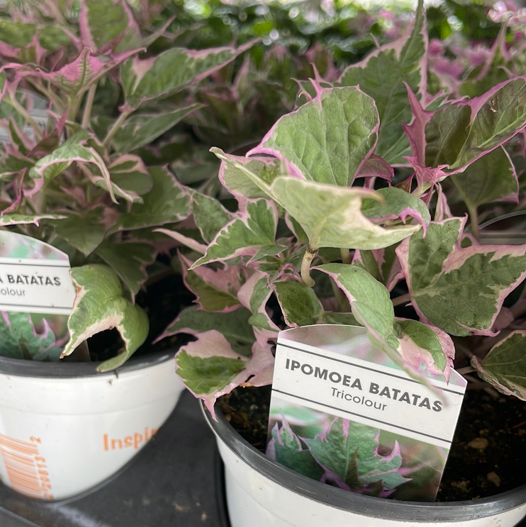 4" Coleus