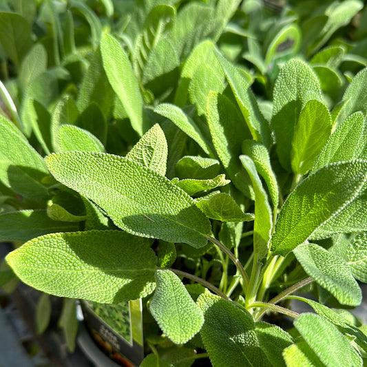 4.5" Organic Sage (Salvia)
