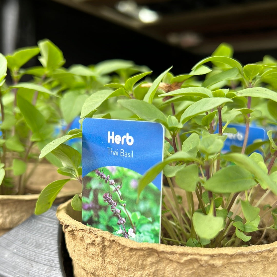 4" Thai Basil