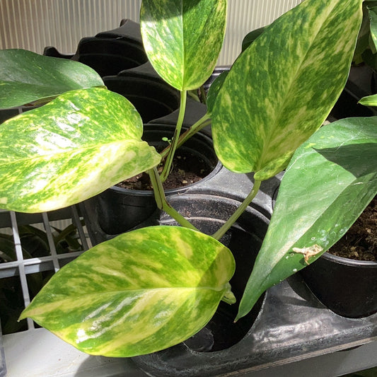 4” Golden Pothos