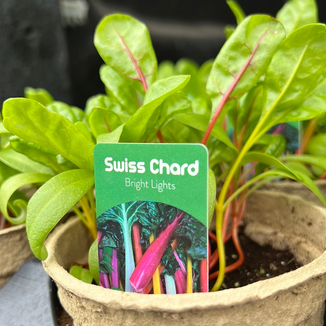 4" Swiss Chard