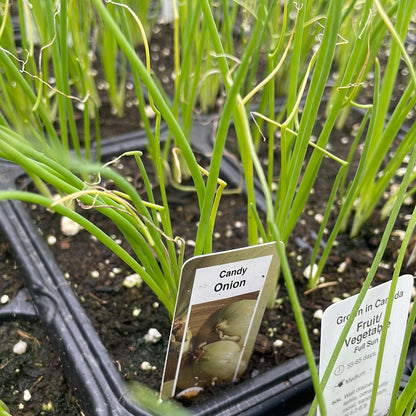 Onion Plant (Multi Pack)