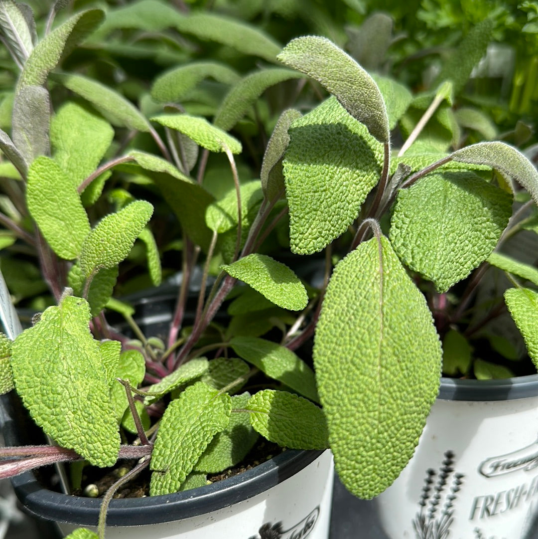 4" Sage (Herb)