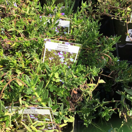 4" Grace Ward 'Lithodora'