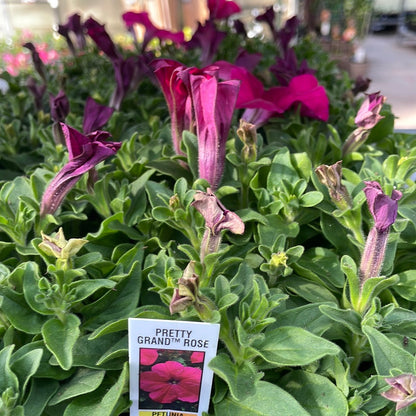 Petunia Multi Pack