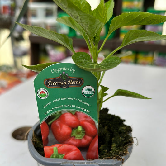 4" Organic 'King of the North Red'