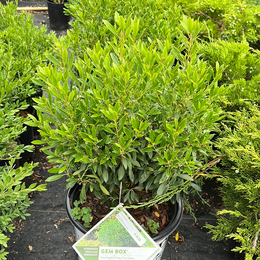 Gem Box Inkberry Holly