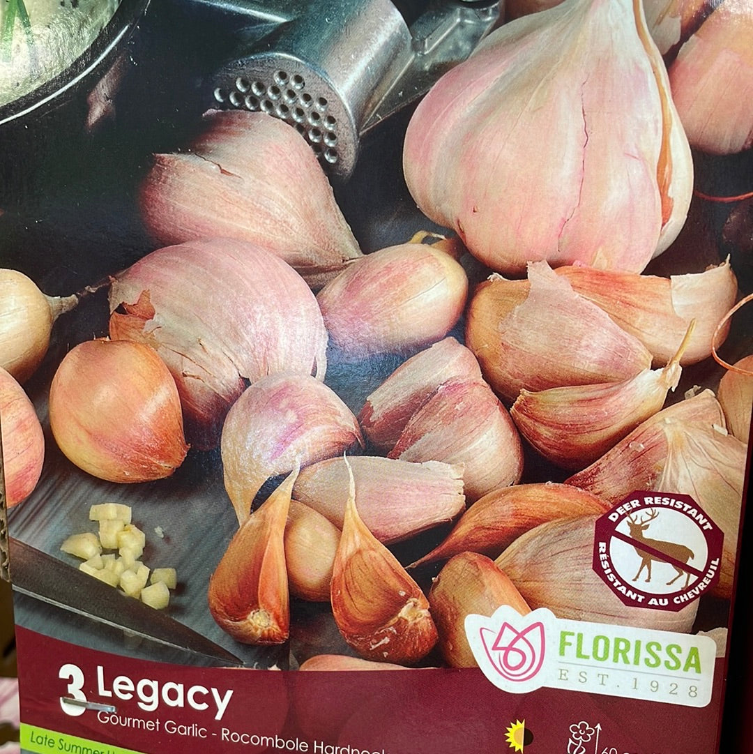 Garlic Bulbs