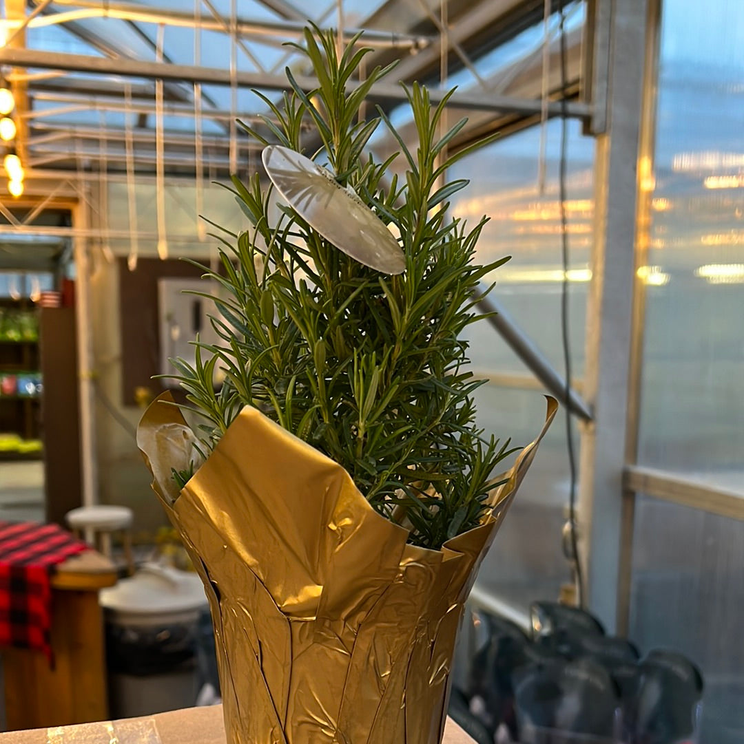 Potted Rosemary Tree