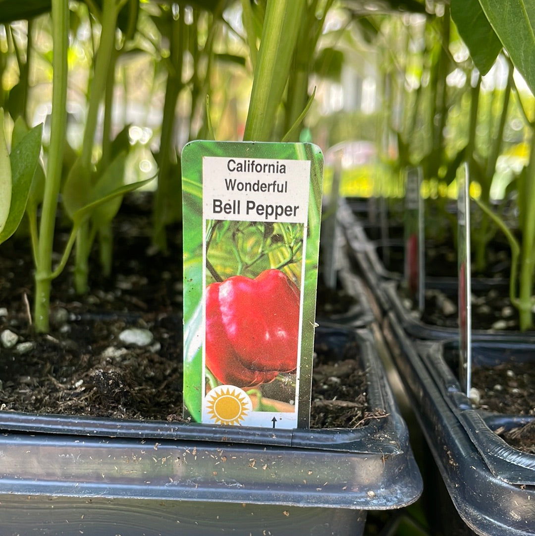 California wonder Bell Pepper (Multi pack)