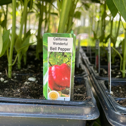 California wonder Bell Pepper (Multi pack)