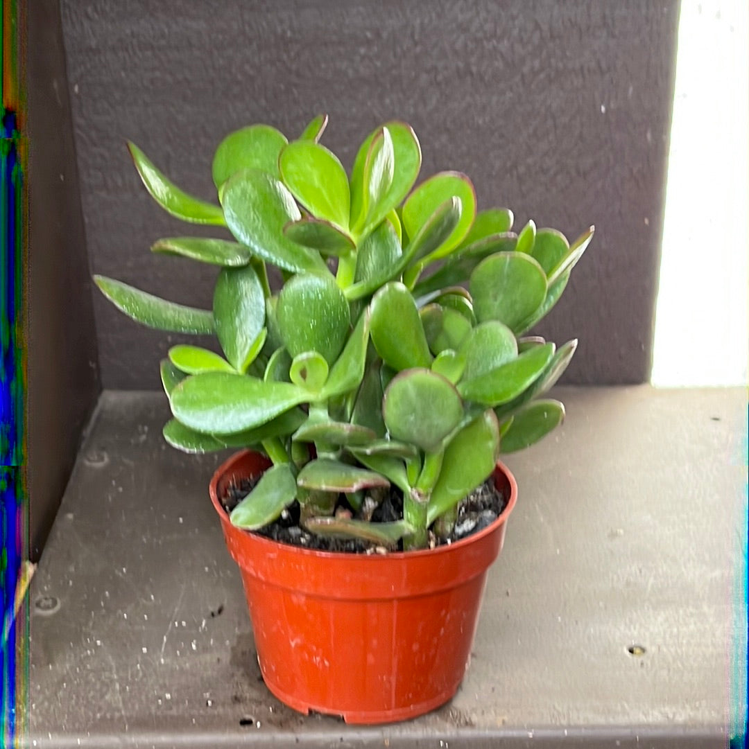 Jade (Crassula Ovata)