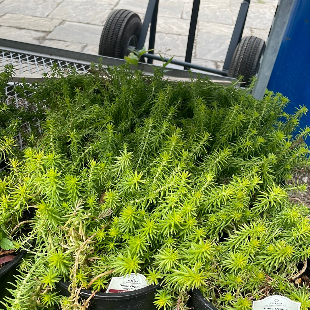 1 Gal Sedum/Stonecrop