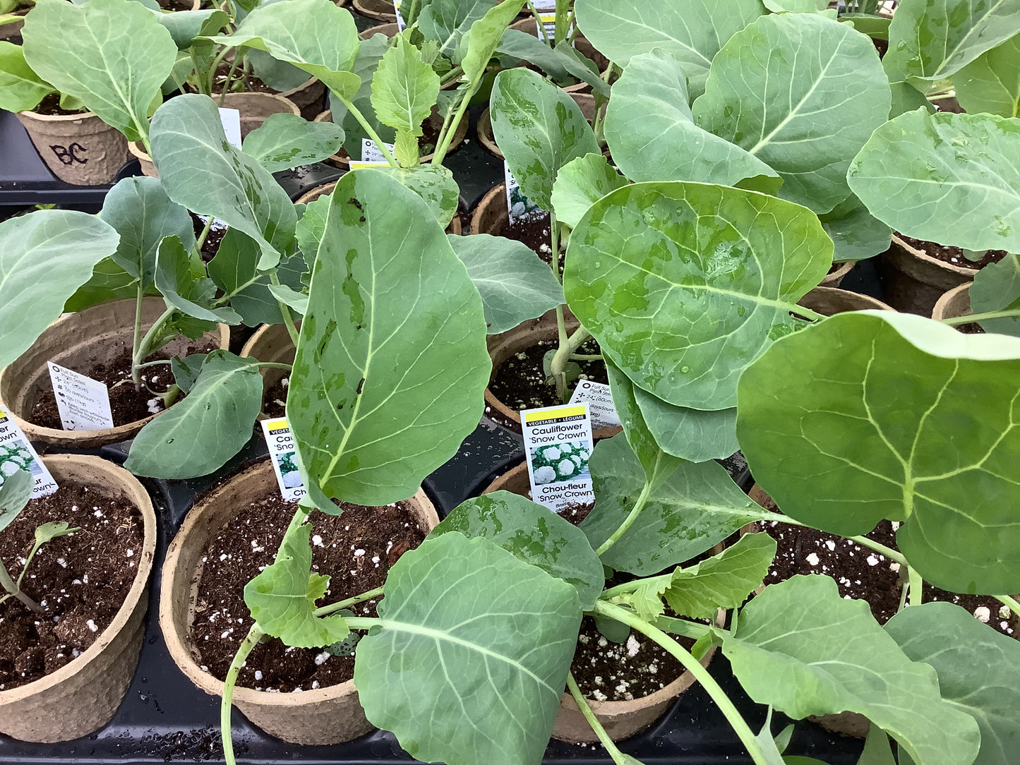 4" Cauliflower