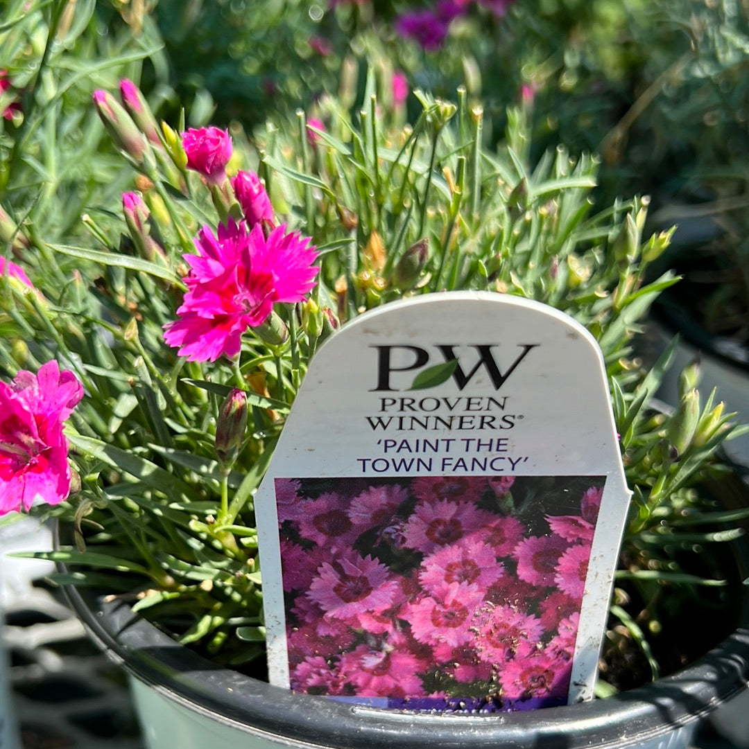 1 Gal Dianthus