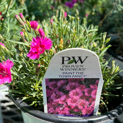 1 Gal Dianthus