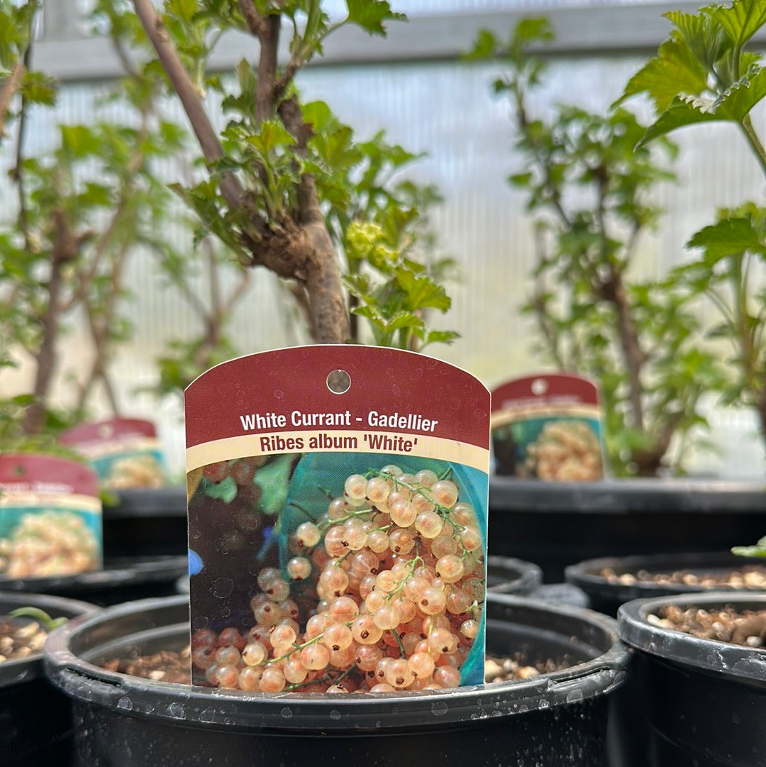 Currant's