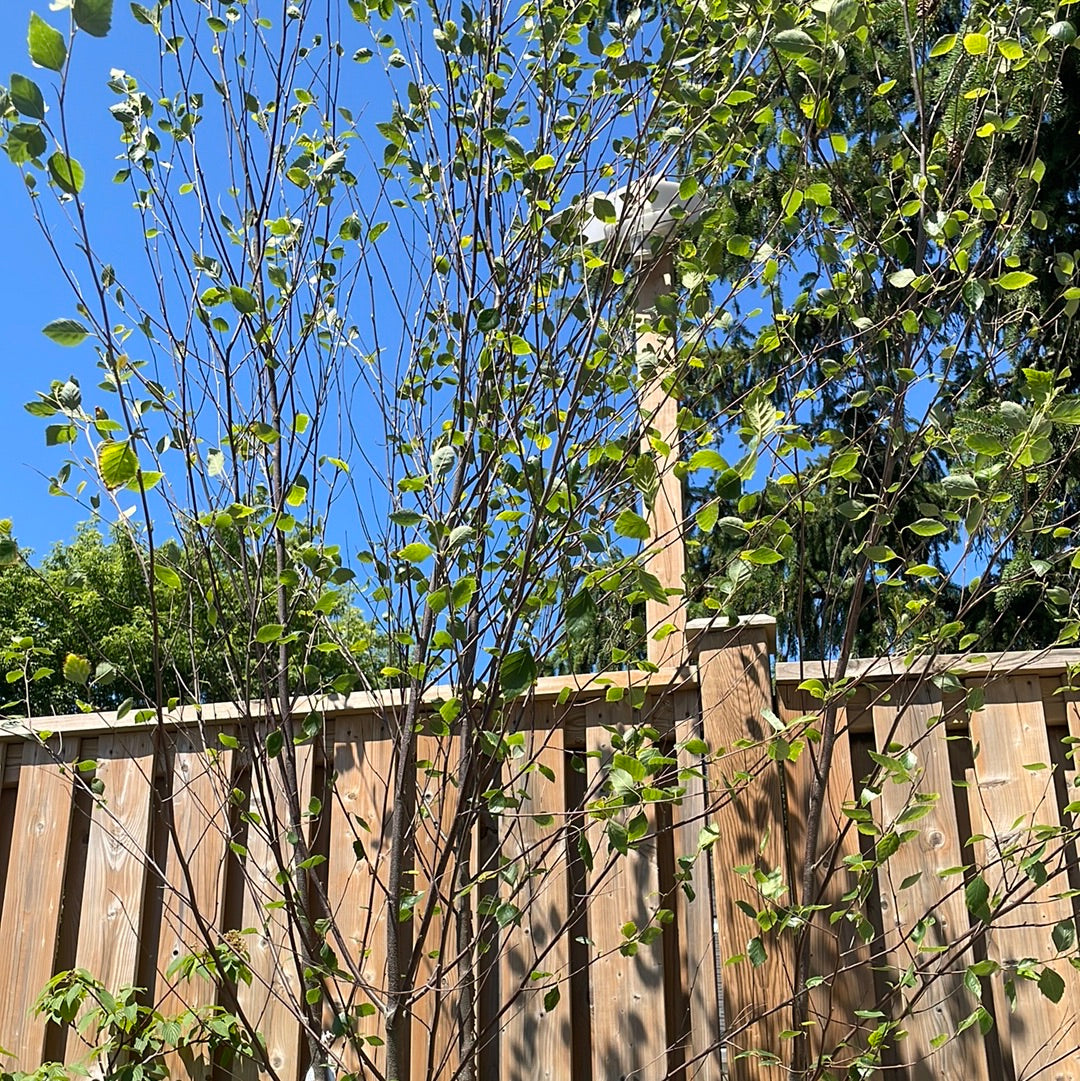 Heritage River Birch