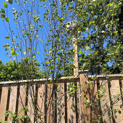 Heritage River Birch