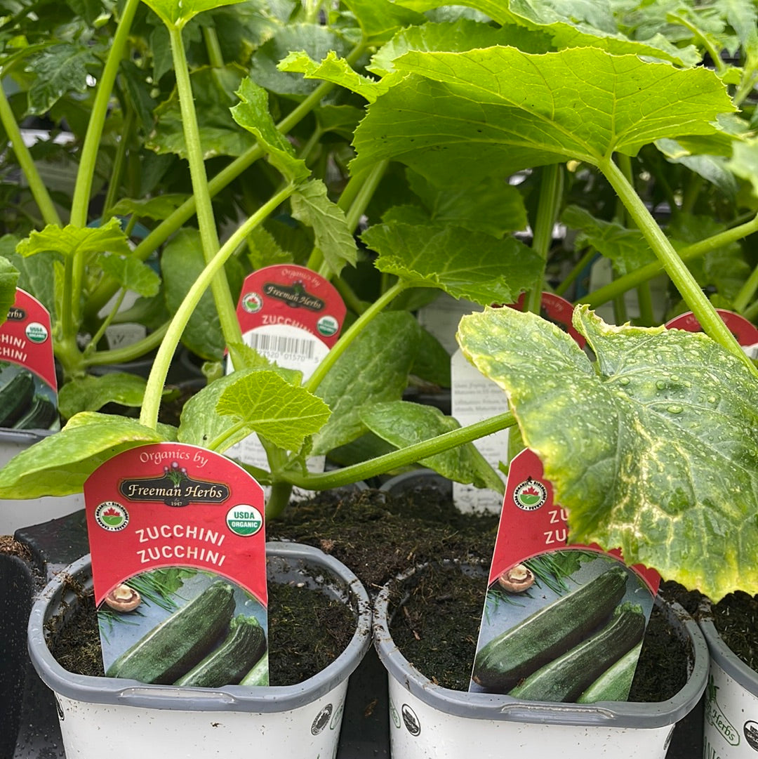 4" Organic Zucchini