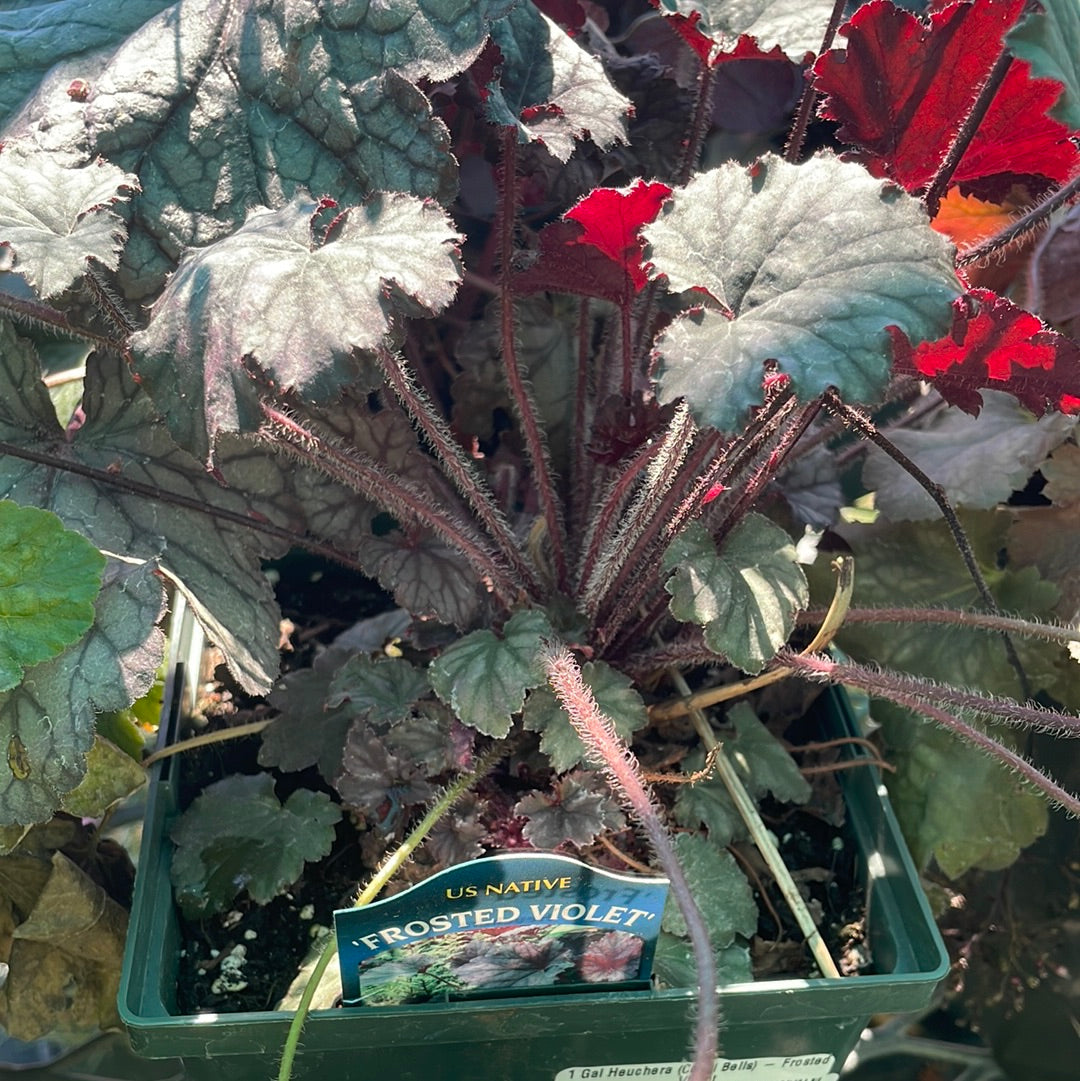 1 Gal Heuchera (Coral Bells)