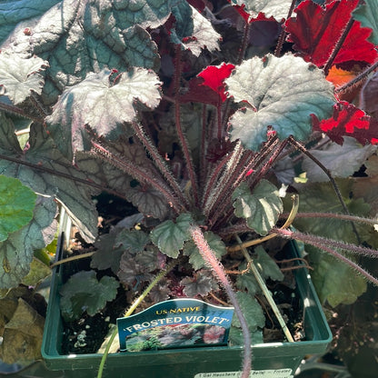1 Gal Heuchera (Coral Bells)