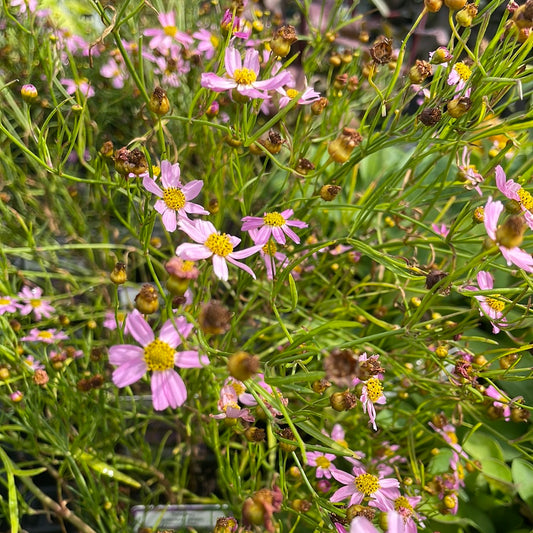 4" Coreopsis 'Tickseed'