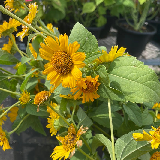 1 Gal Heliopsis