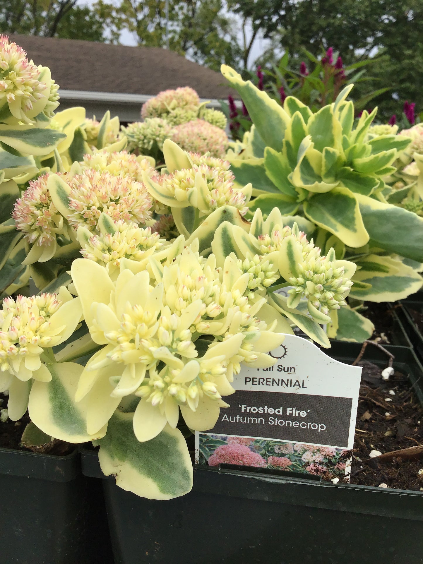 1 Gal Sedum/Stonecrop