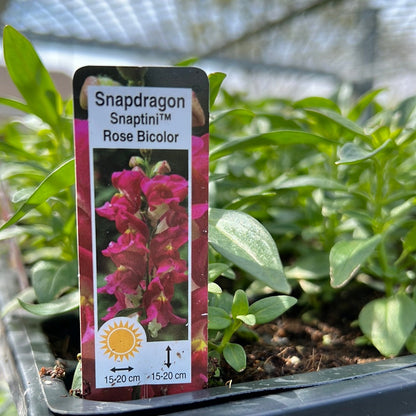 SnapDragon Multi Pack