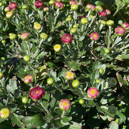 6" Fall Mums