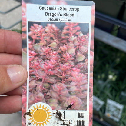 4" Sedum (Stonecrop)