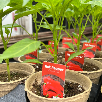 4" Hot Peppers