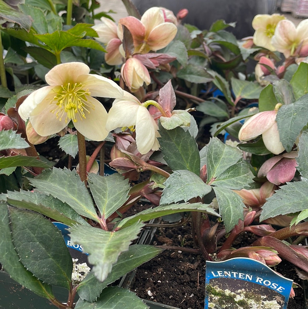 Helleborus