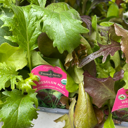 4" Organic Lettuce