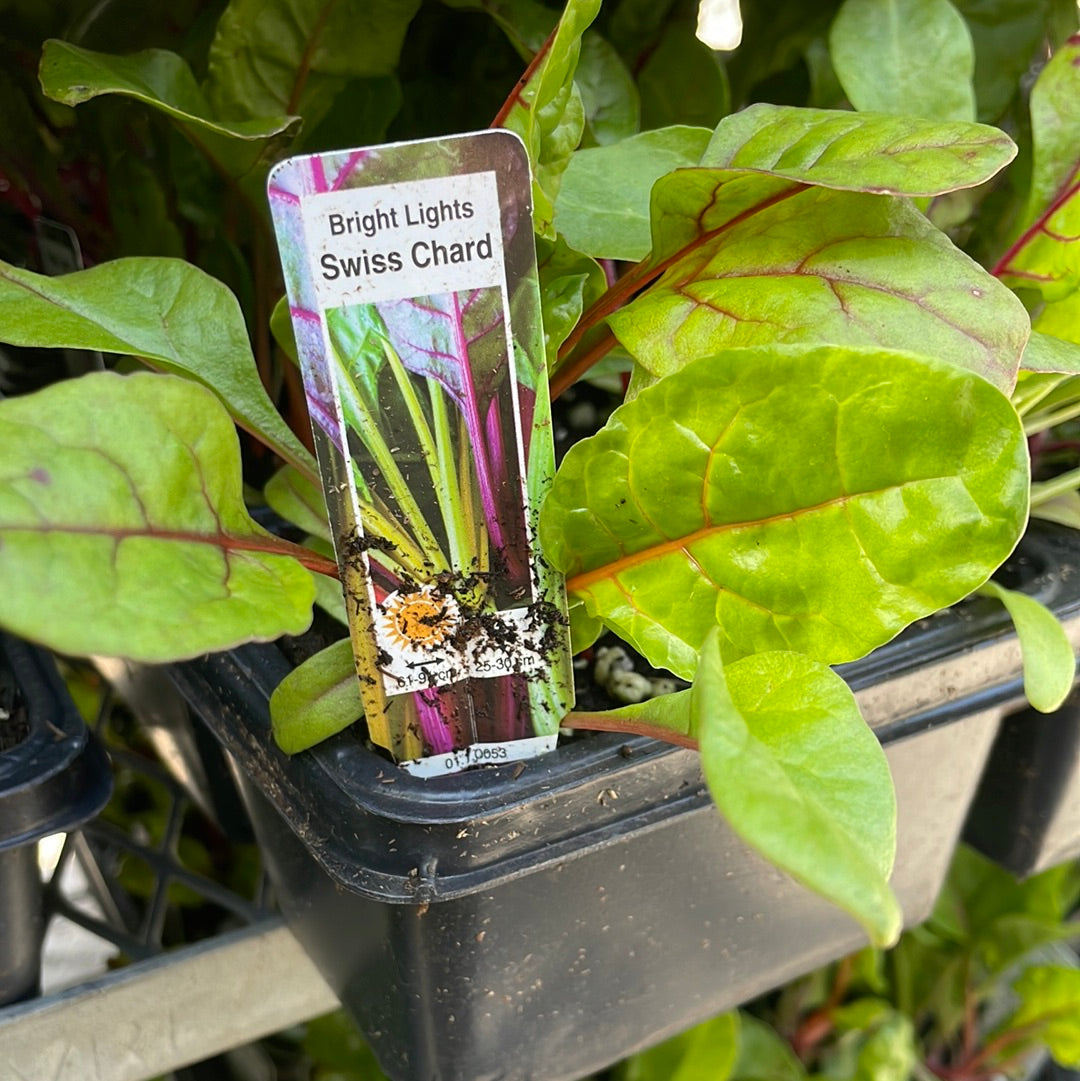 Swiss Chard (Multi pack)