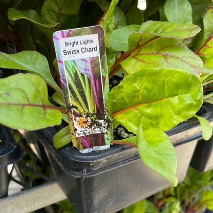 Swiss Chard (Multi pack)
