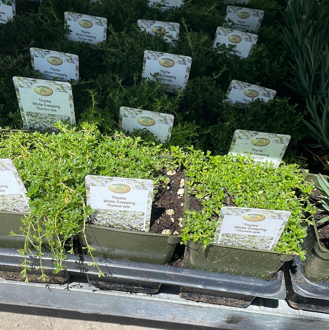 4" Thyme (Perennial)