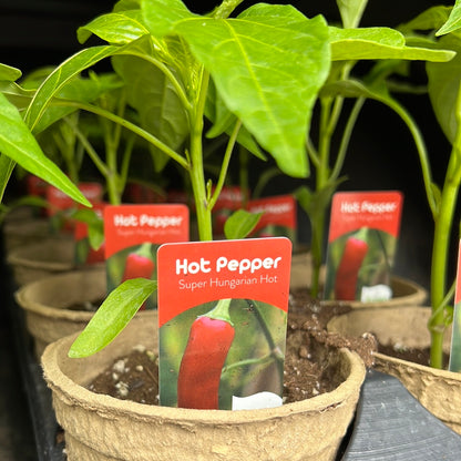 4" Hot Peppers