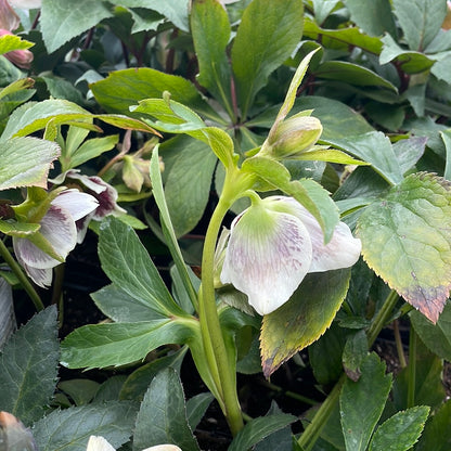 Helleborus