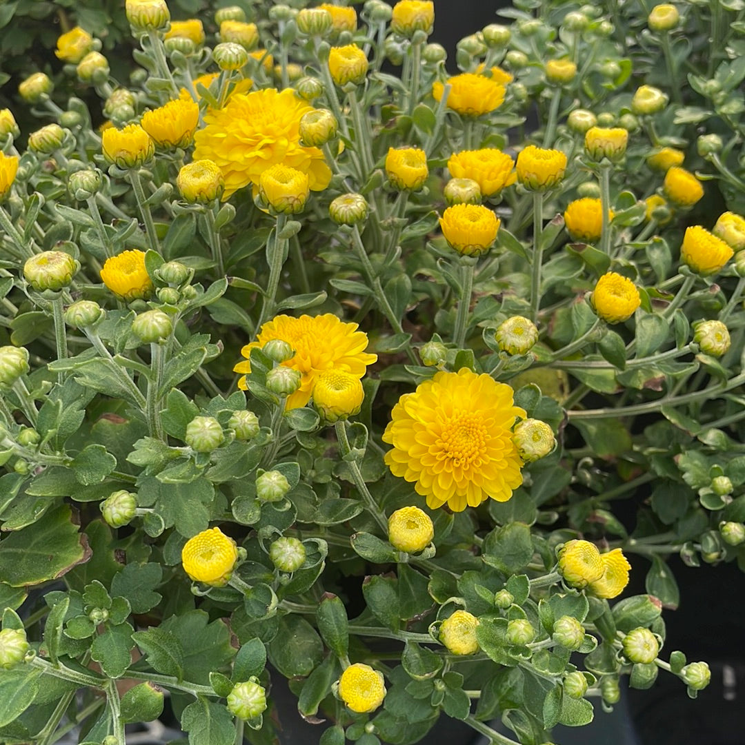 6" Fall Mums