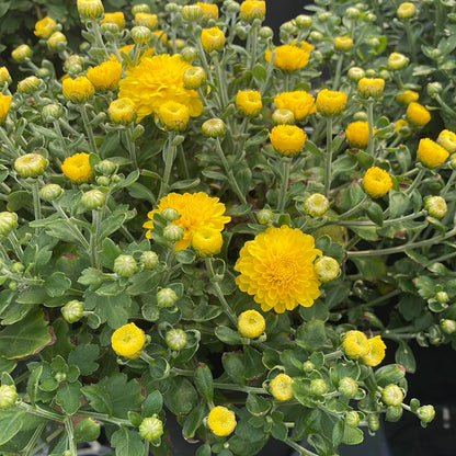 6" Fall Mums