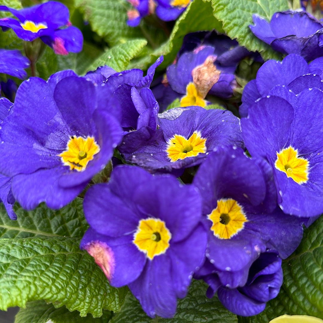 4.5" Primula