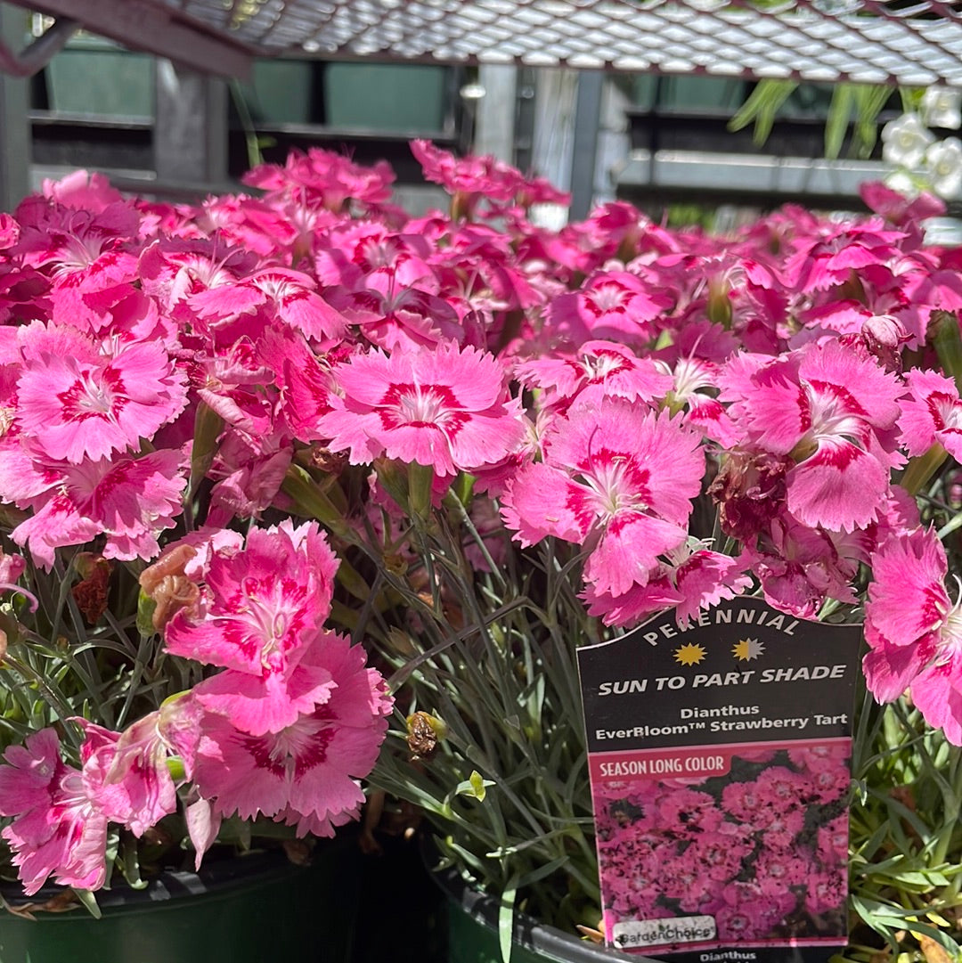 1 Gal Dianthus