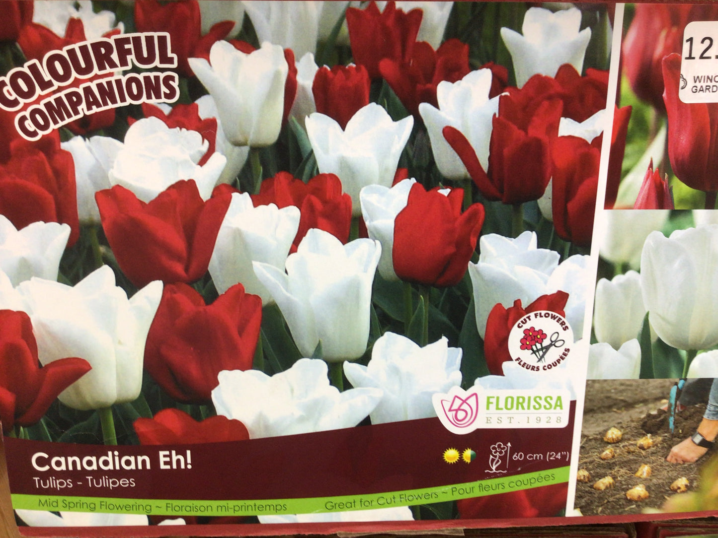 Tulip Bulbs
