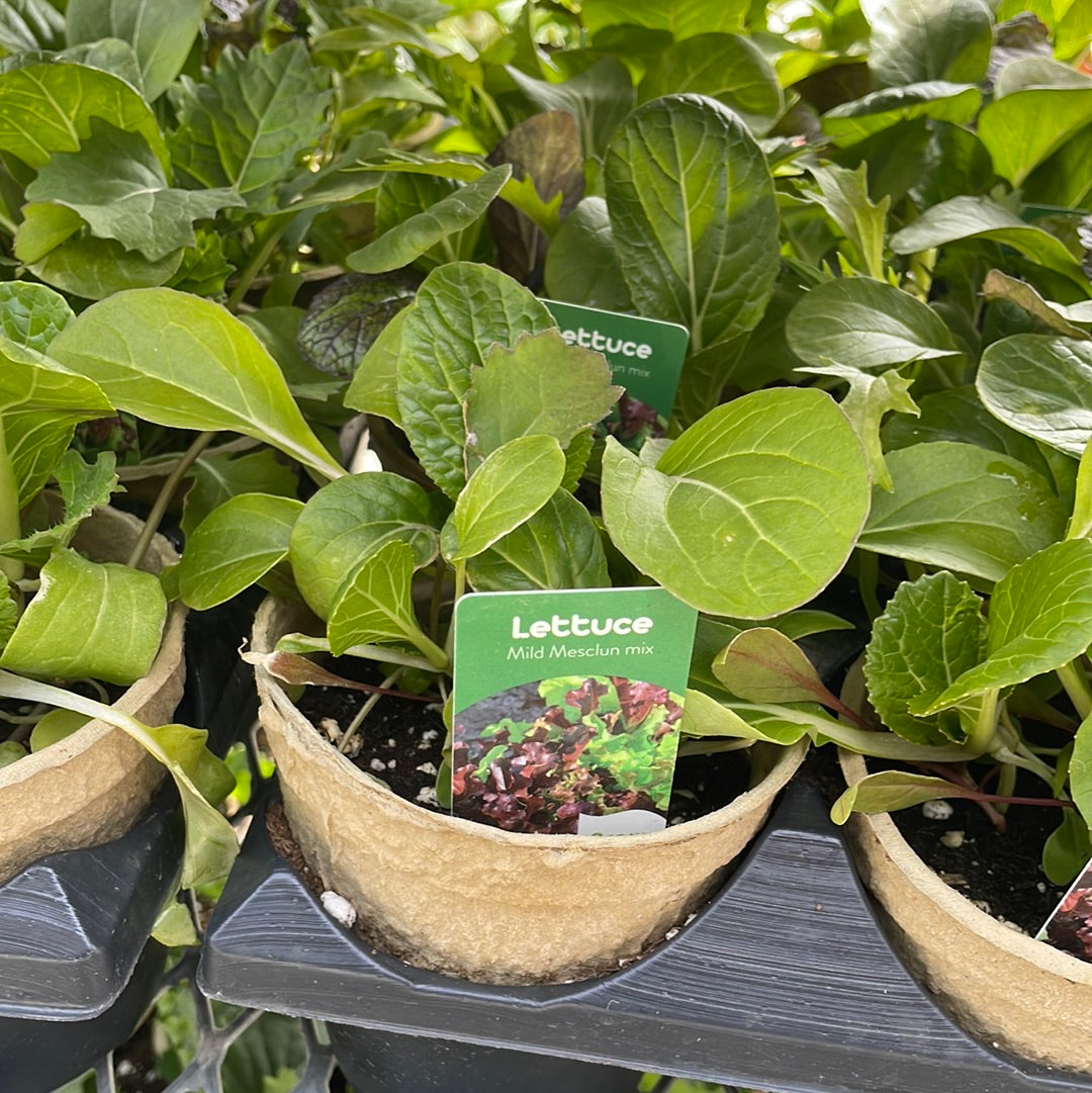 4" Lettuce