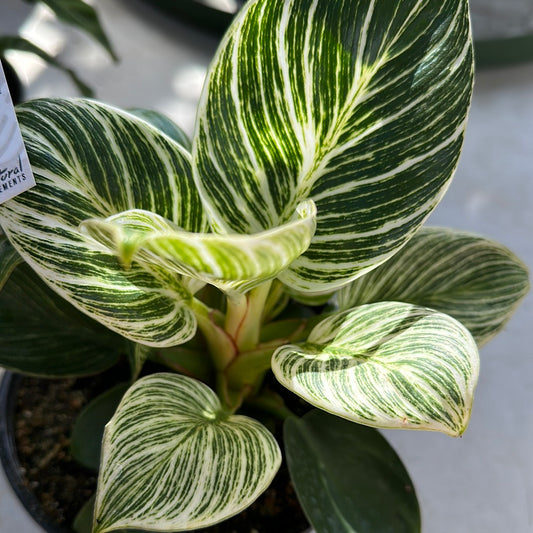 Philodendron ‘Birkin’